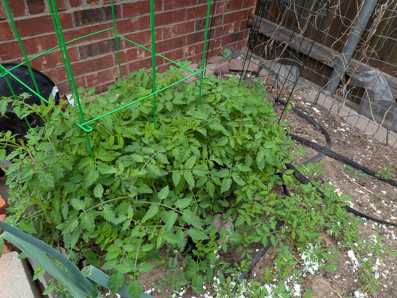 Those tomato seedlings are getting bigger. I moved some today. I hope they live.