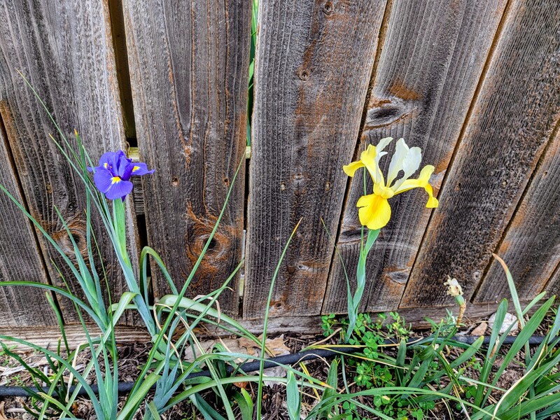 Dutch Iris are starting to bloom