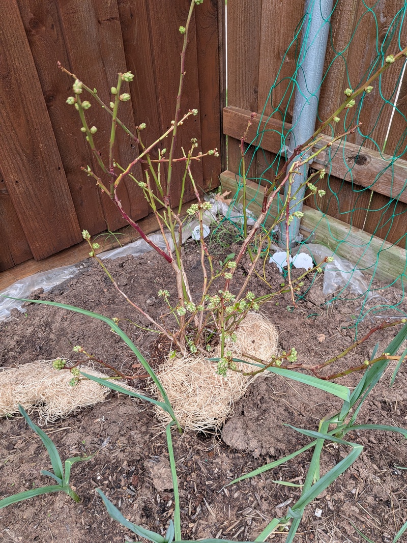 Chandler blueberry is putting forth green leaves.I have ordered a companion.