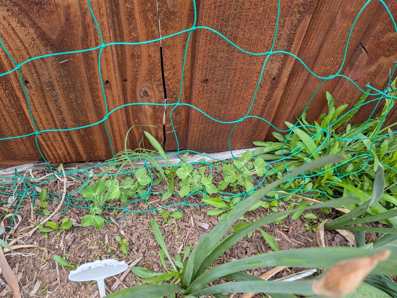 Peas are slowly growing, but the weeds are growing faster.