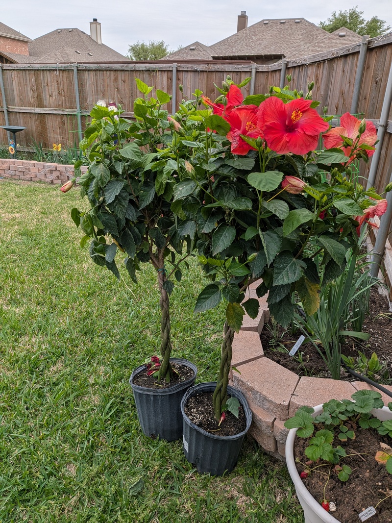 Lois's two new therapy trees. 🤣