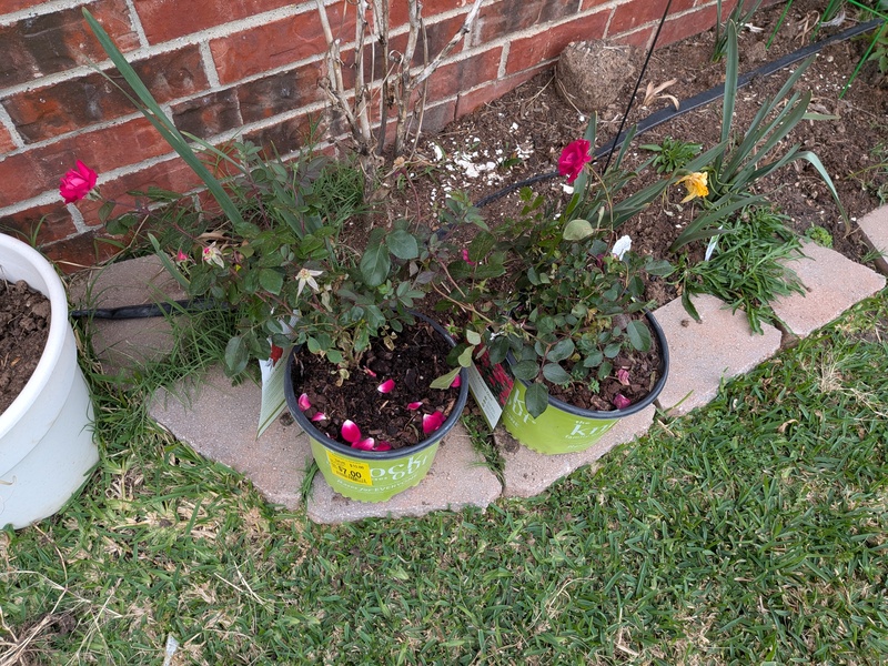 Sad looking Roses for sale