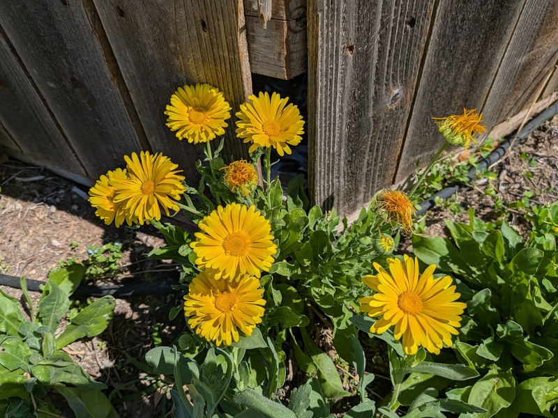 Calendula are blooming.