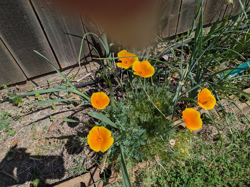 Poppies are blooming