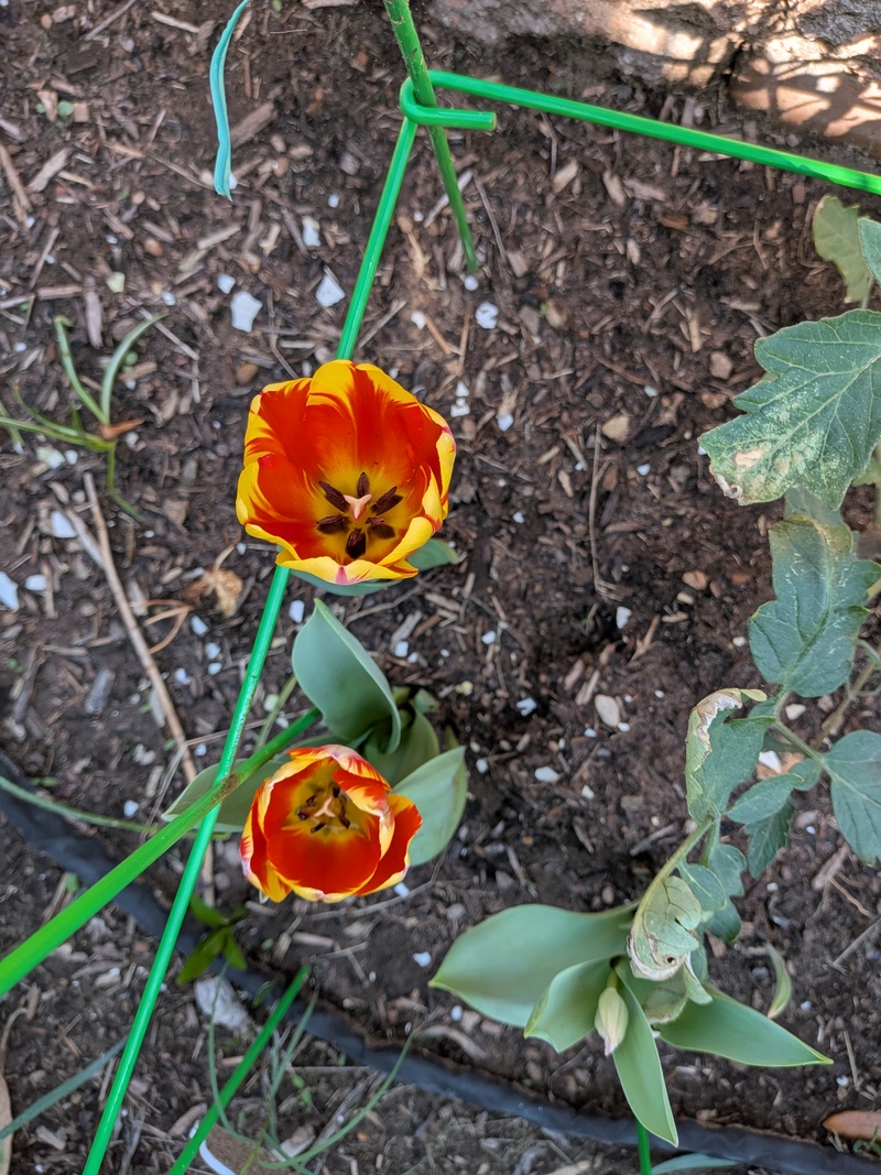 Tulips are blooming