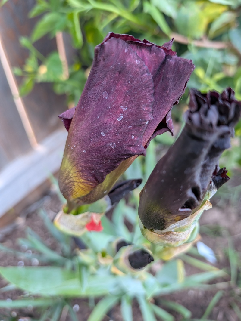 will this Iris turn red? 🤣🤣🤣