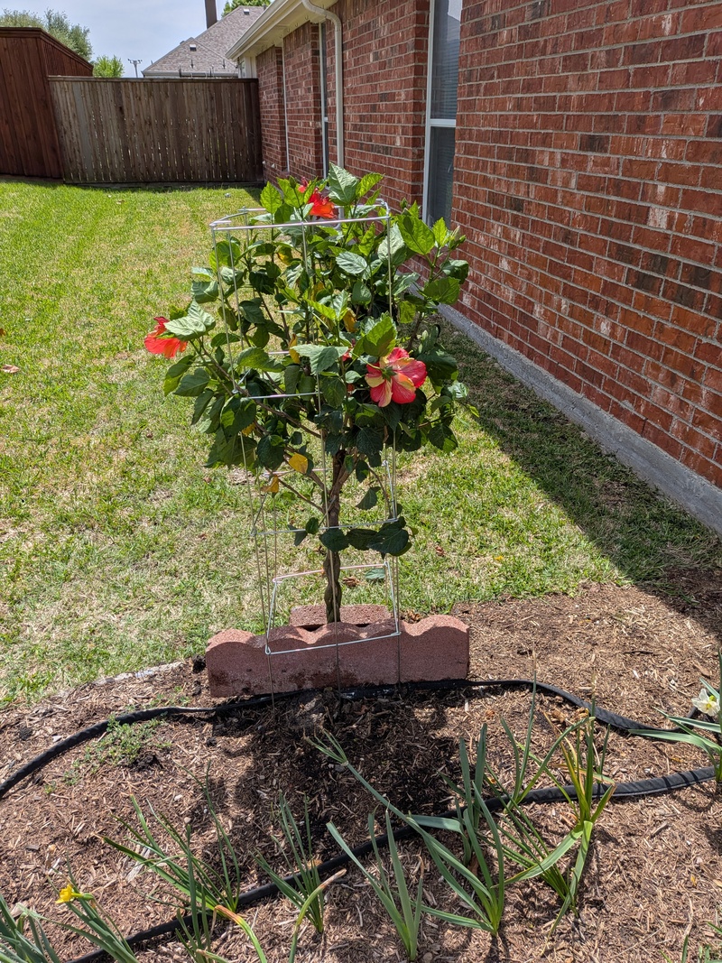 Lois bought two hibiscus trees, which are having trouble getting established.