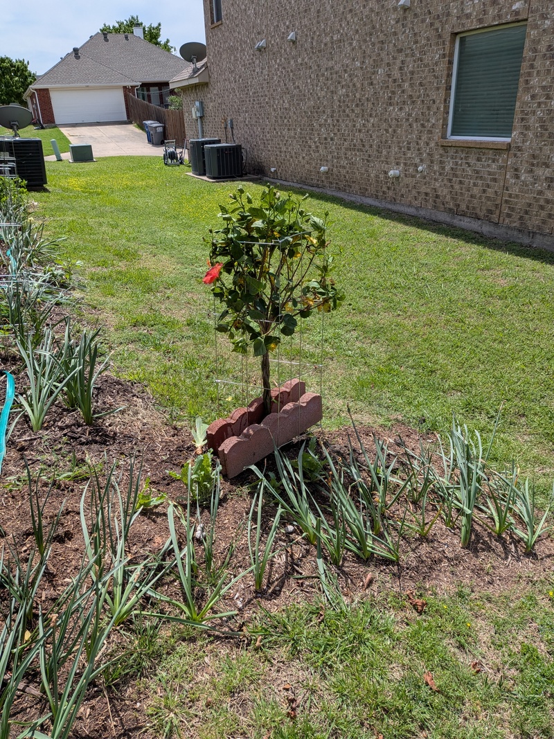 The hibiscus trees kept wanting to blow over in the wind.