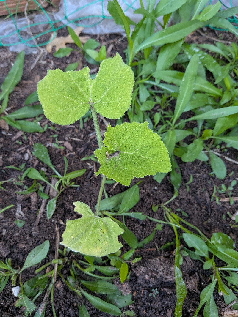 Some squash thing is slowly growing. Which of three things is it?