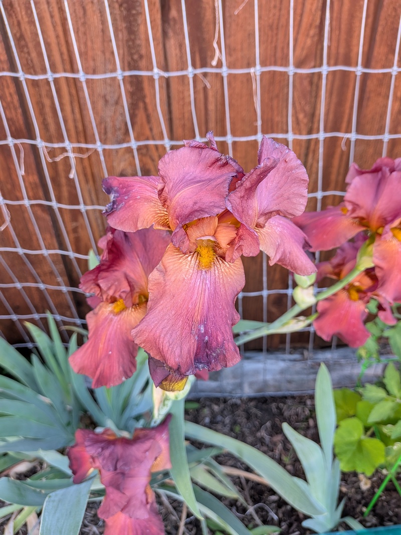 Iris