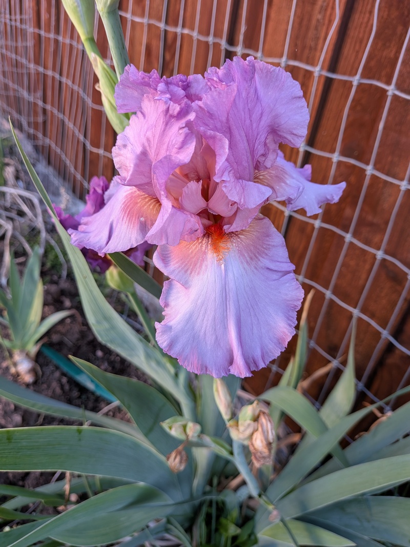 Iris