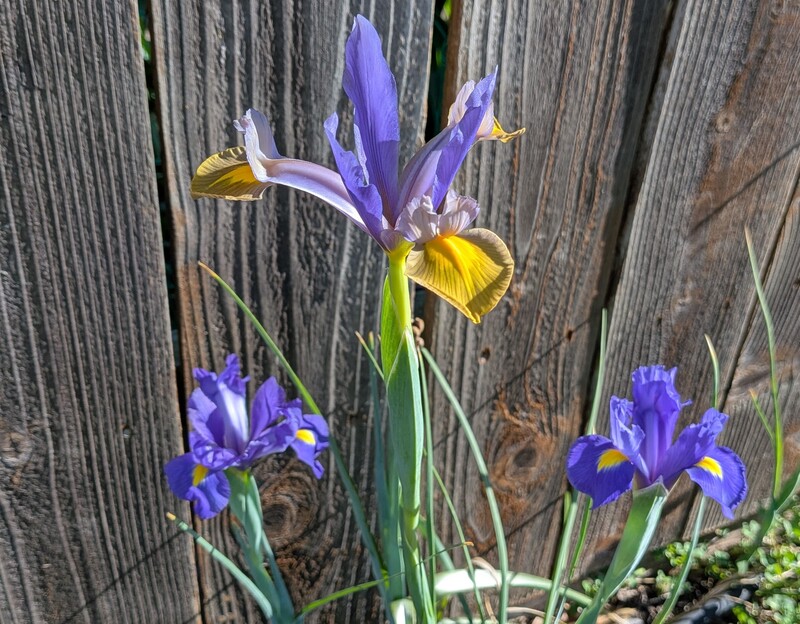 Dutch Iris