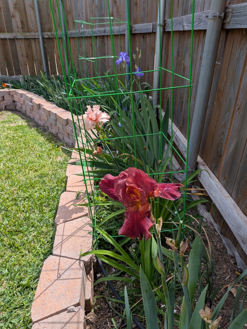 Bernice, Lotusland, something Iris.
