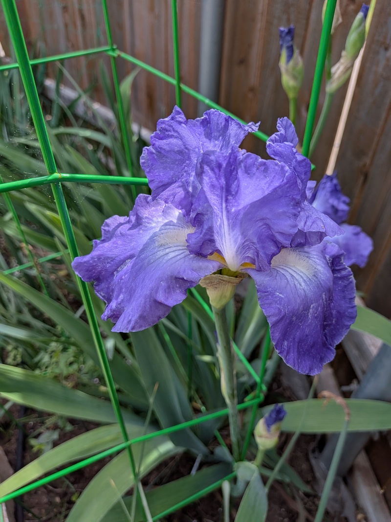 Beautiful new Iris.