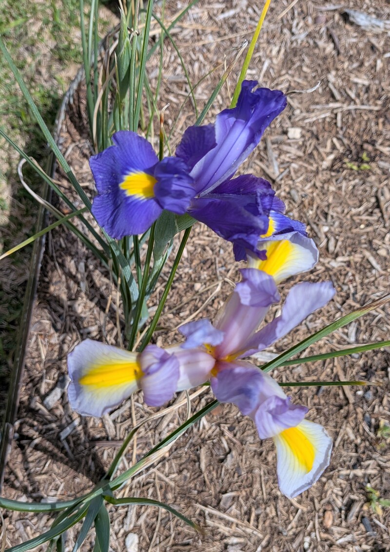 Dutch Iris