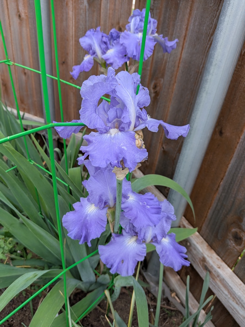 Rip Tide Iris