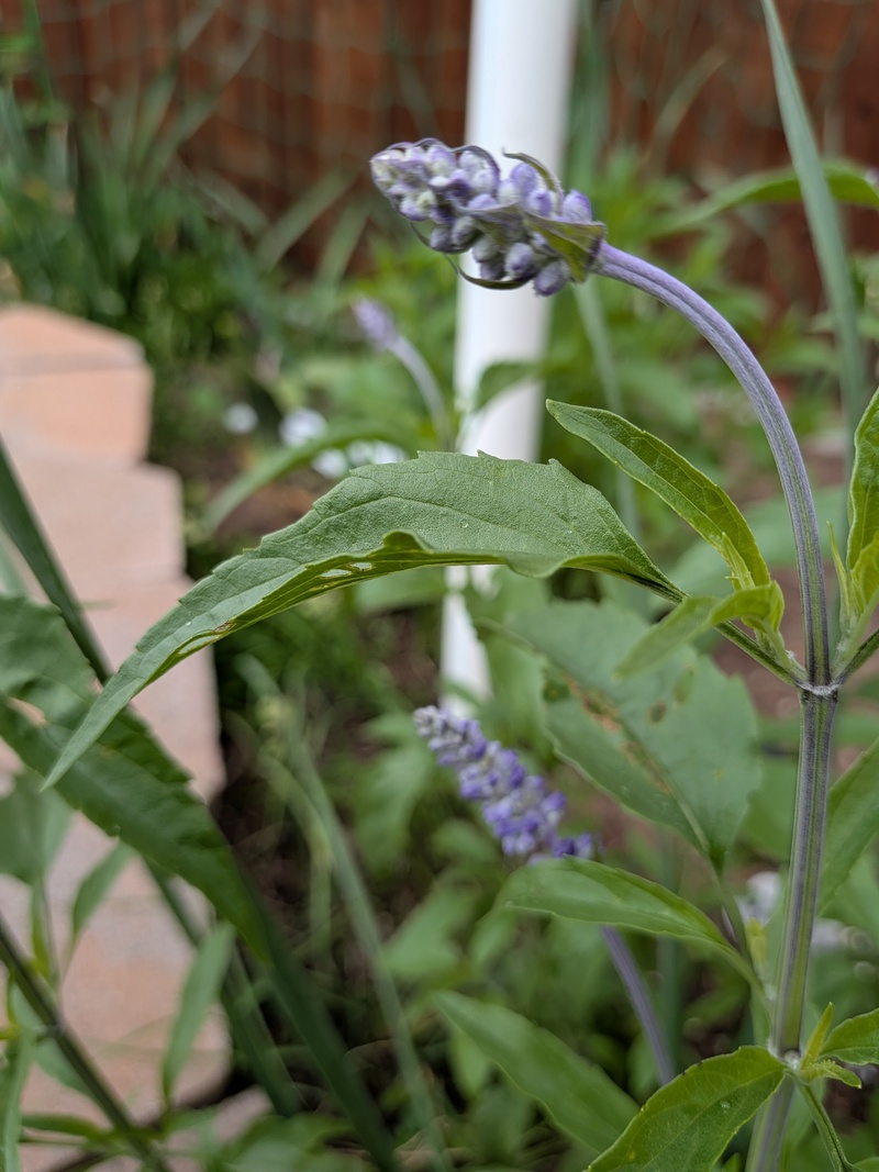 salvia