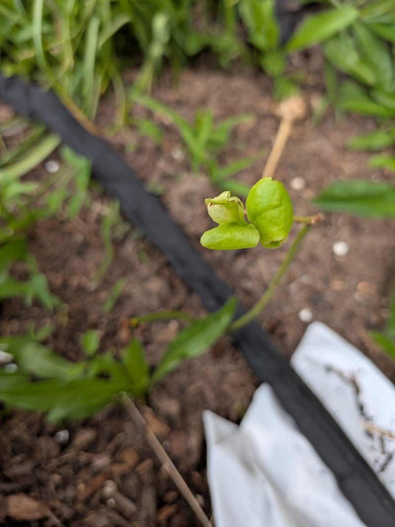 Blueberry bush with the leaves growing.... Maybe