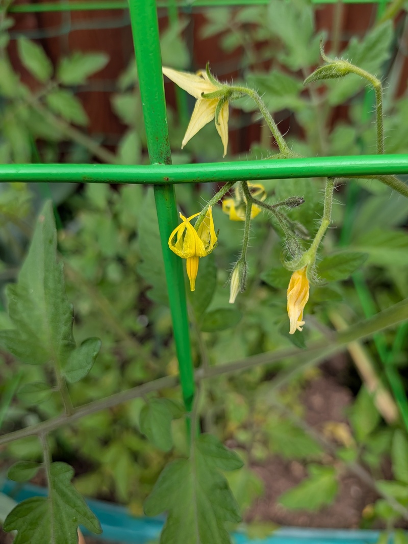 tomato flowers