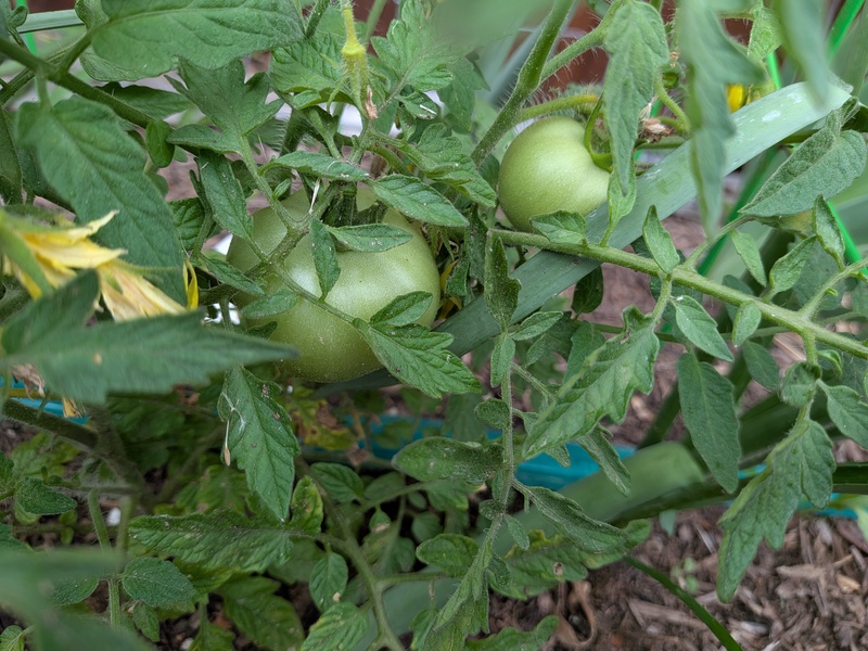 tomatoes