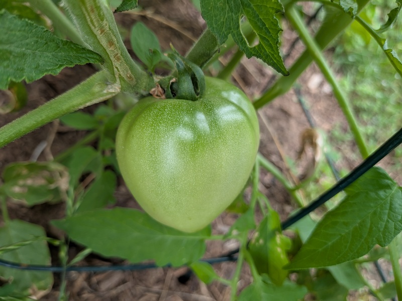 tomatoes