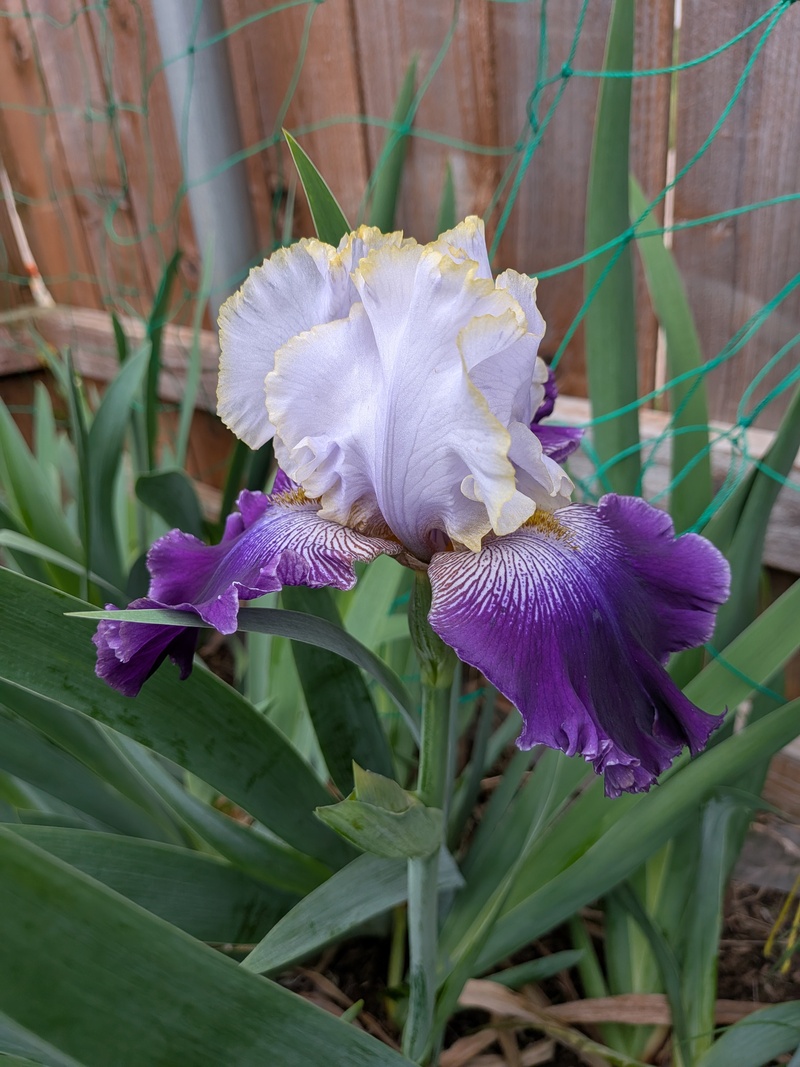 Prince Slovak Iris
