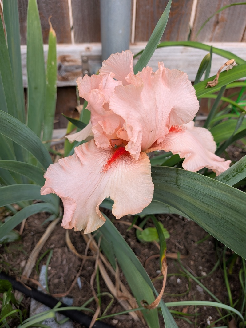 Lotusland? Iris