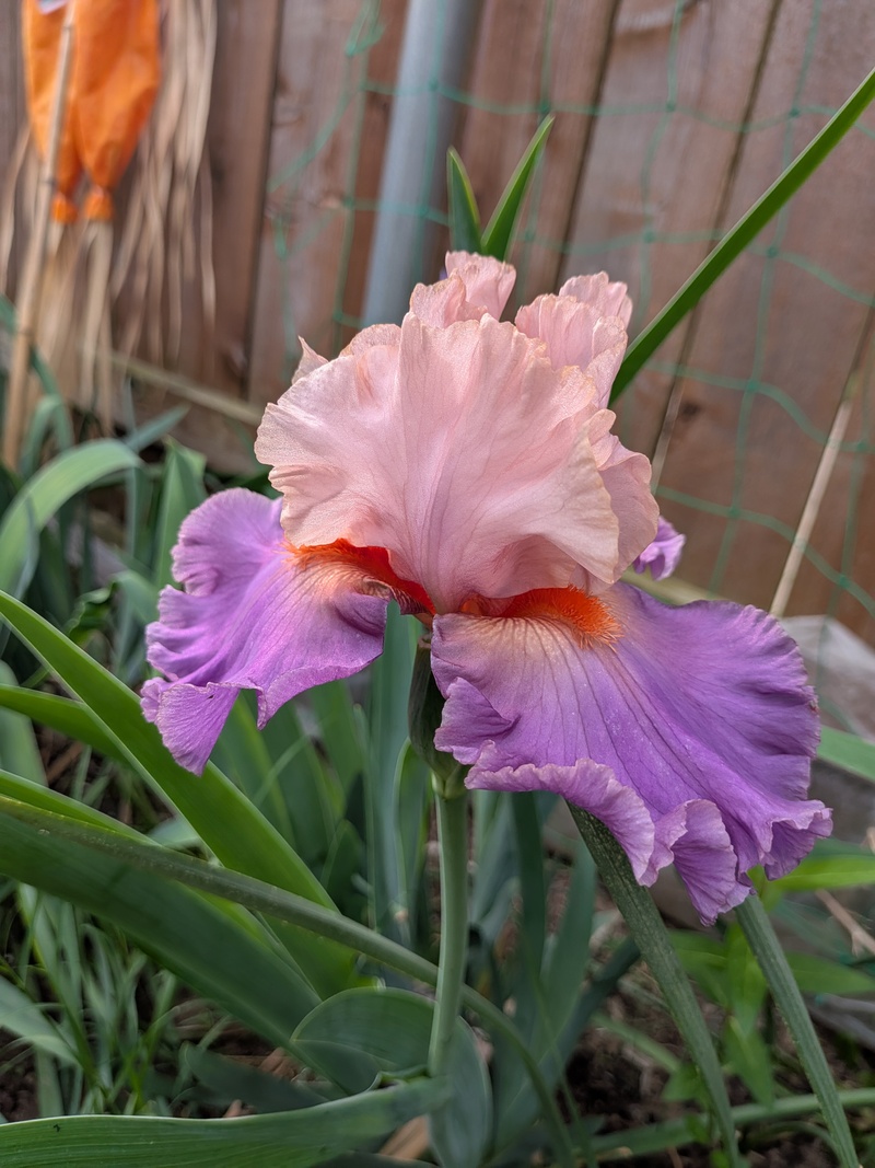 Full of Magic Iris