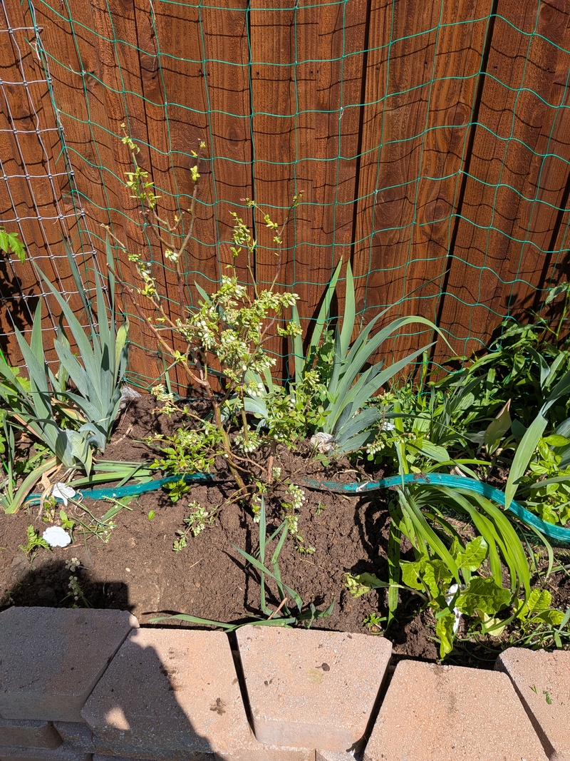 I guess it will turn into a big bush. I guess I will be moving Iris and daffodils soon. 🤣