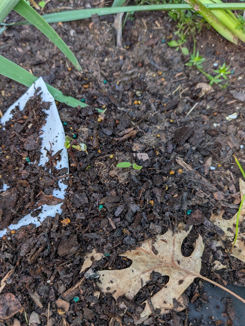 You can hardly see this blueberry bush. Not much value. This blueberry bush is at least growing but nothing like the new one. 😁
