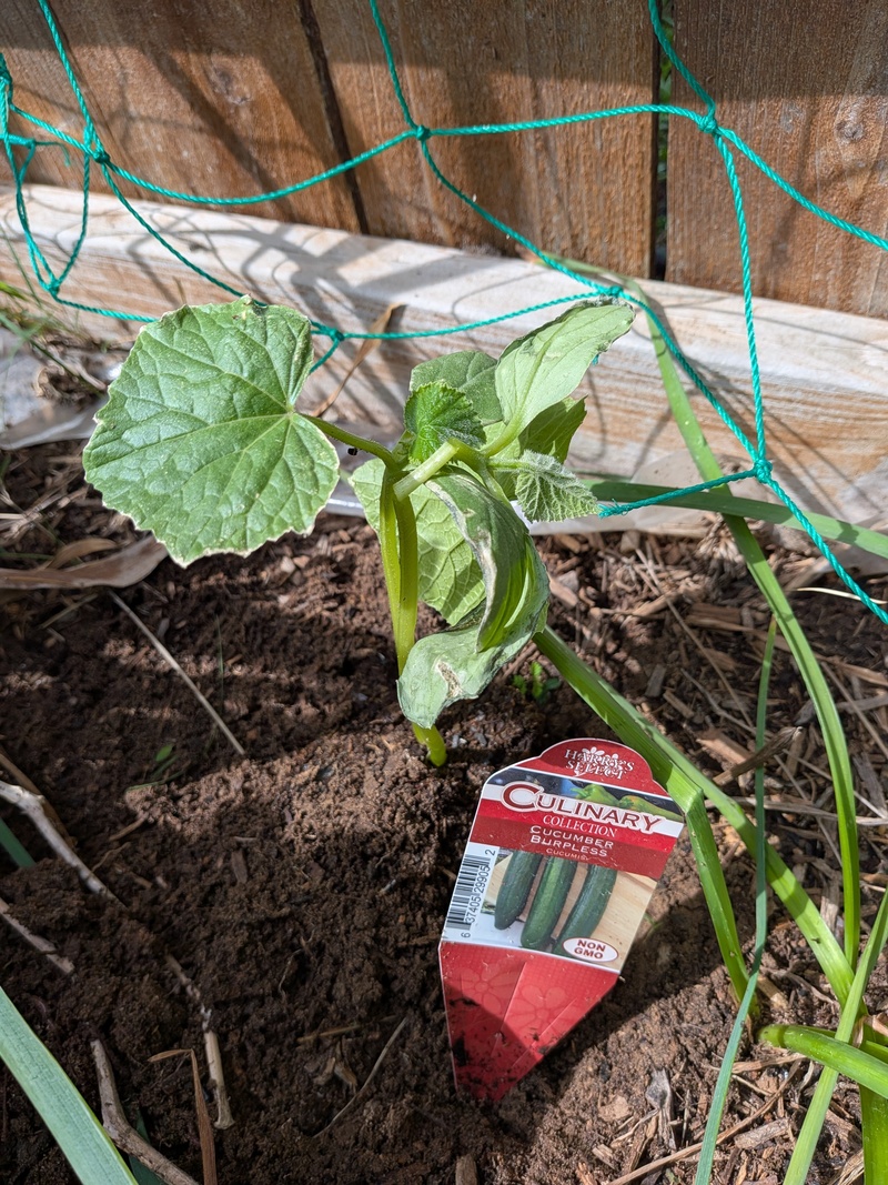 burpee burpless cucumber