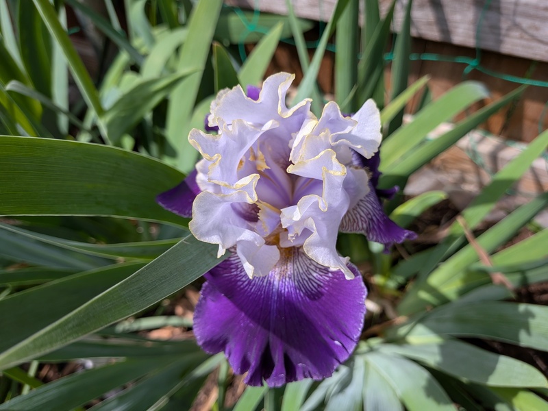 another Prince Slovak Iris bloomed.