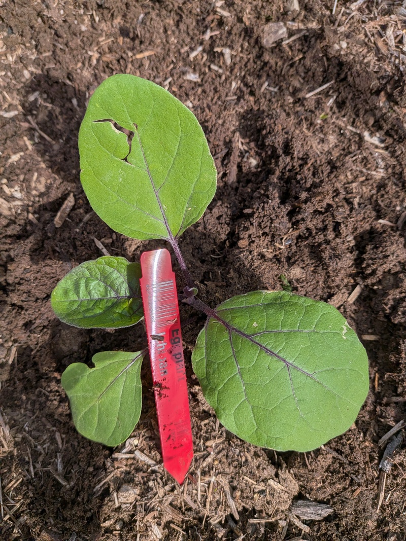 another ichiban eggplant
