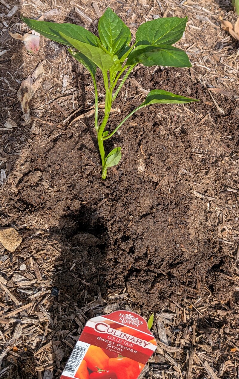 Gypsy Sweet pepper