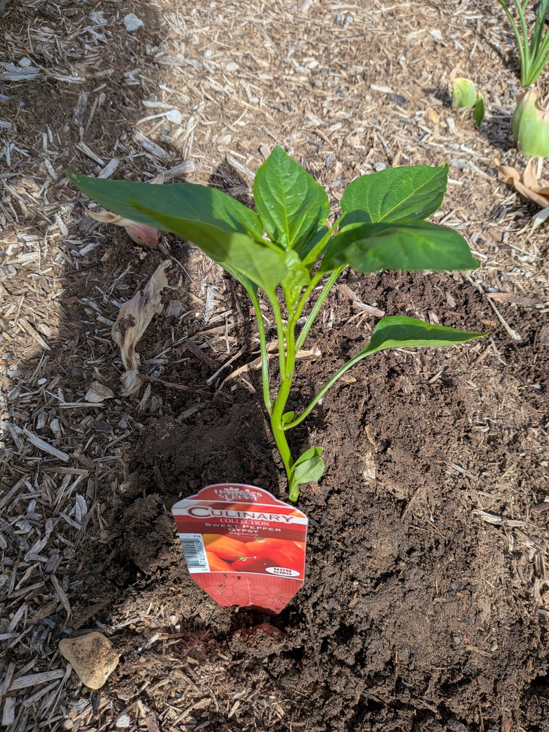 another Gypsy Sweet pepper