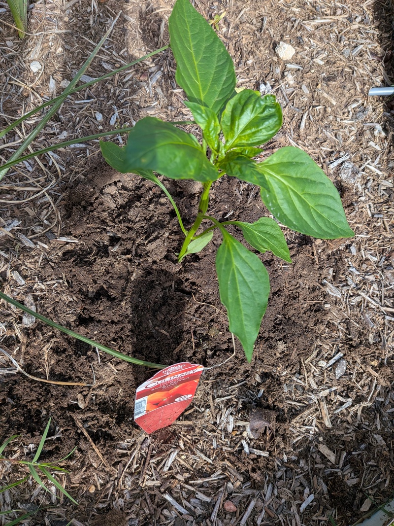 Gypsy Sweet pepper