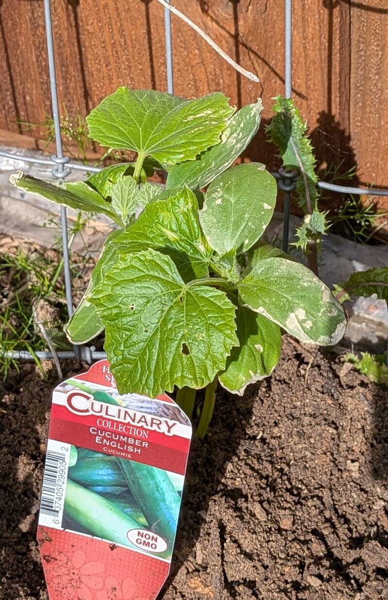 English cucumber