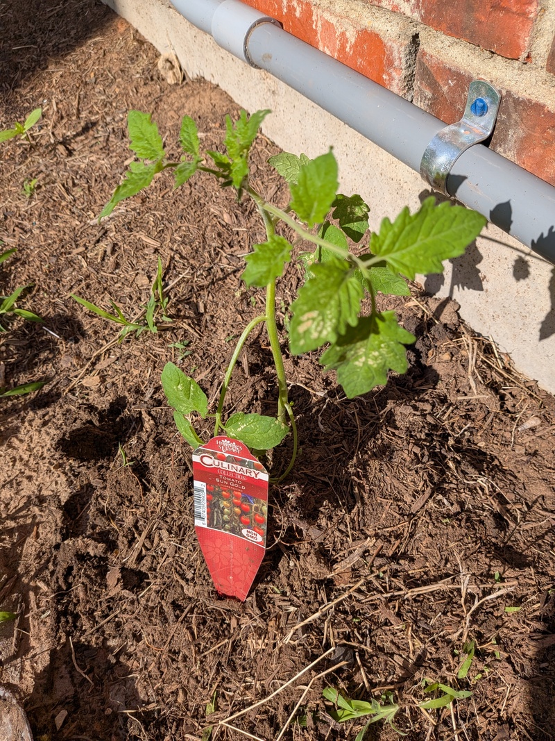 single cherry tomato