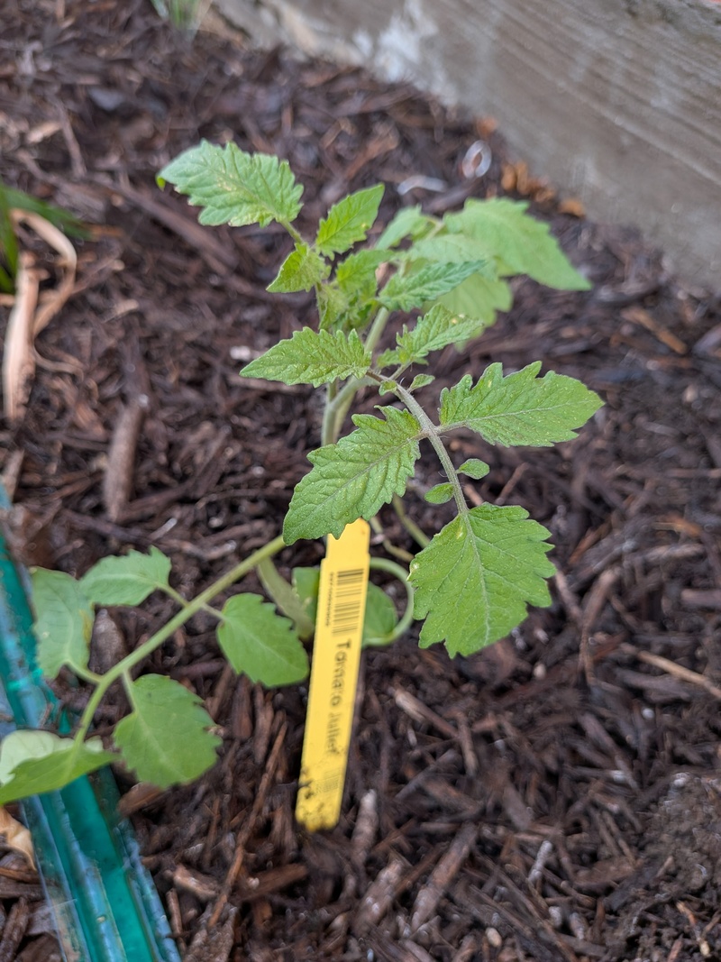 Juliet tomatoes