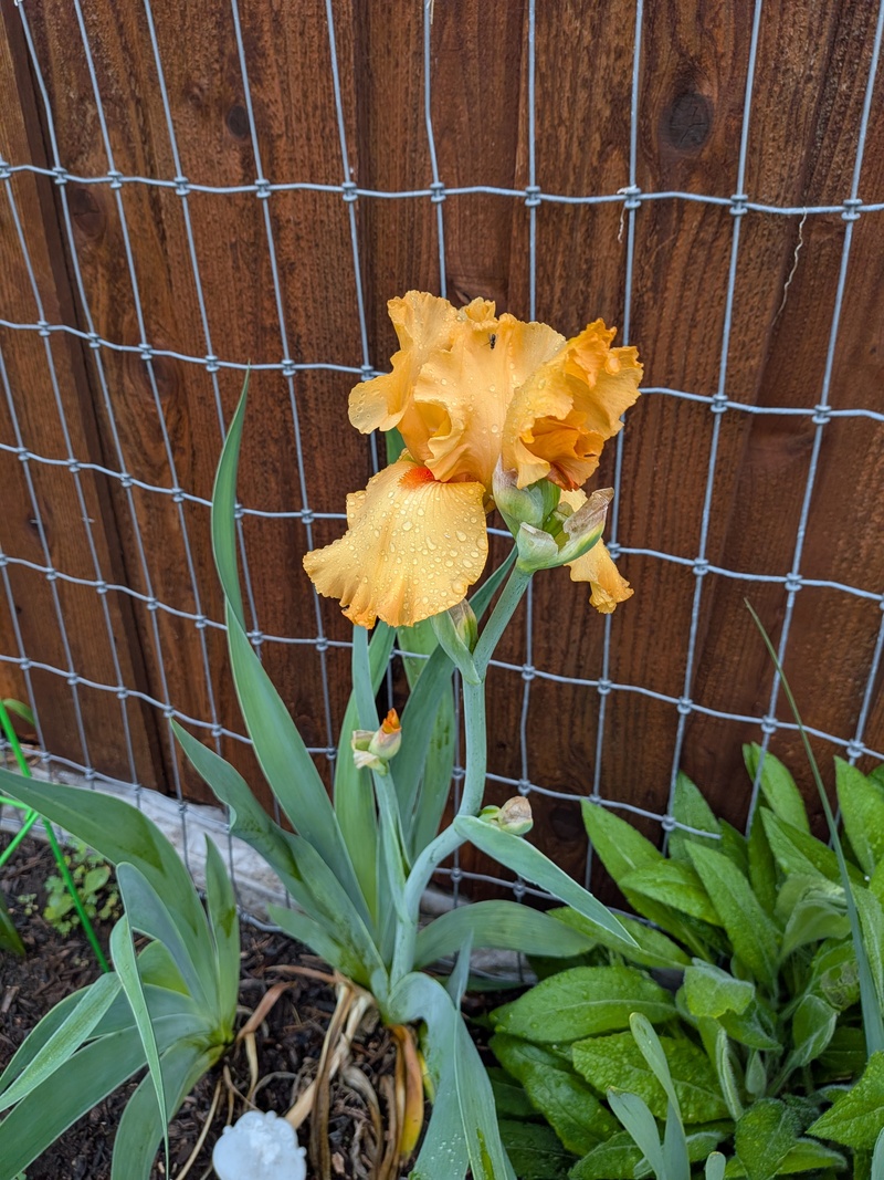 orange Iris