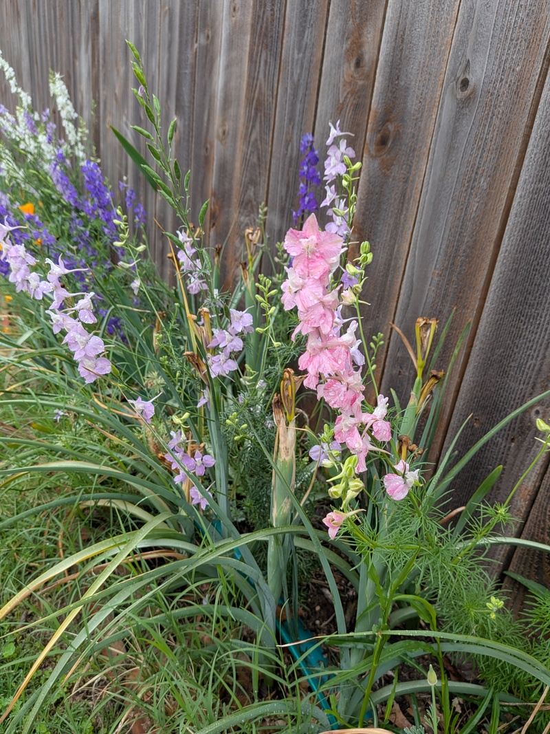 pink larkspur