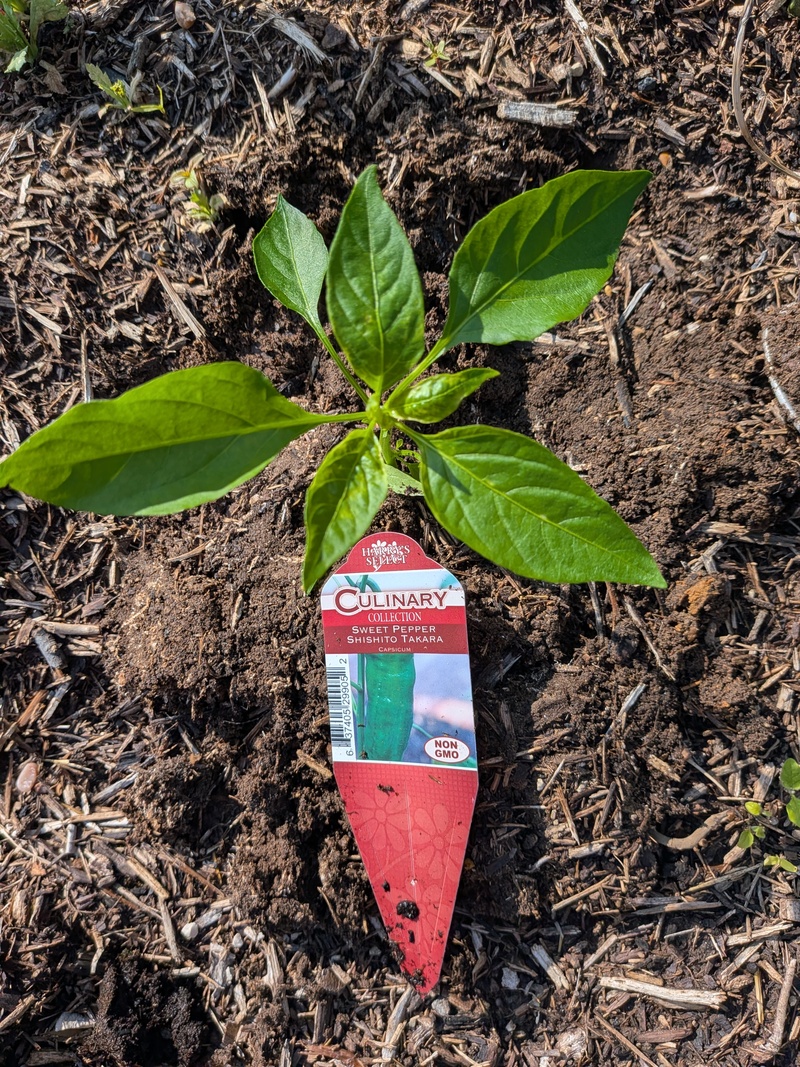 shishito pepper