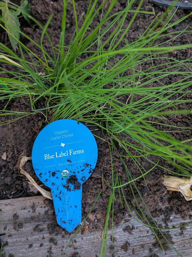 chives