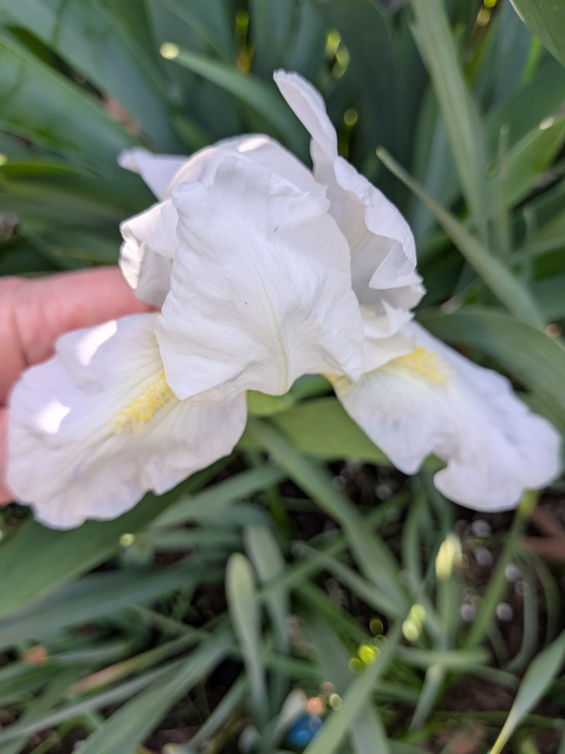 white Siberian?. Iris bloomed.