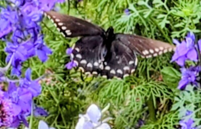 black swallowtail butterfly