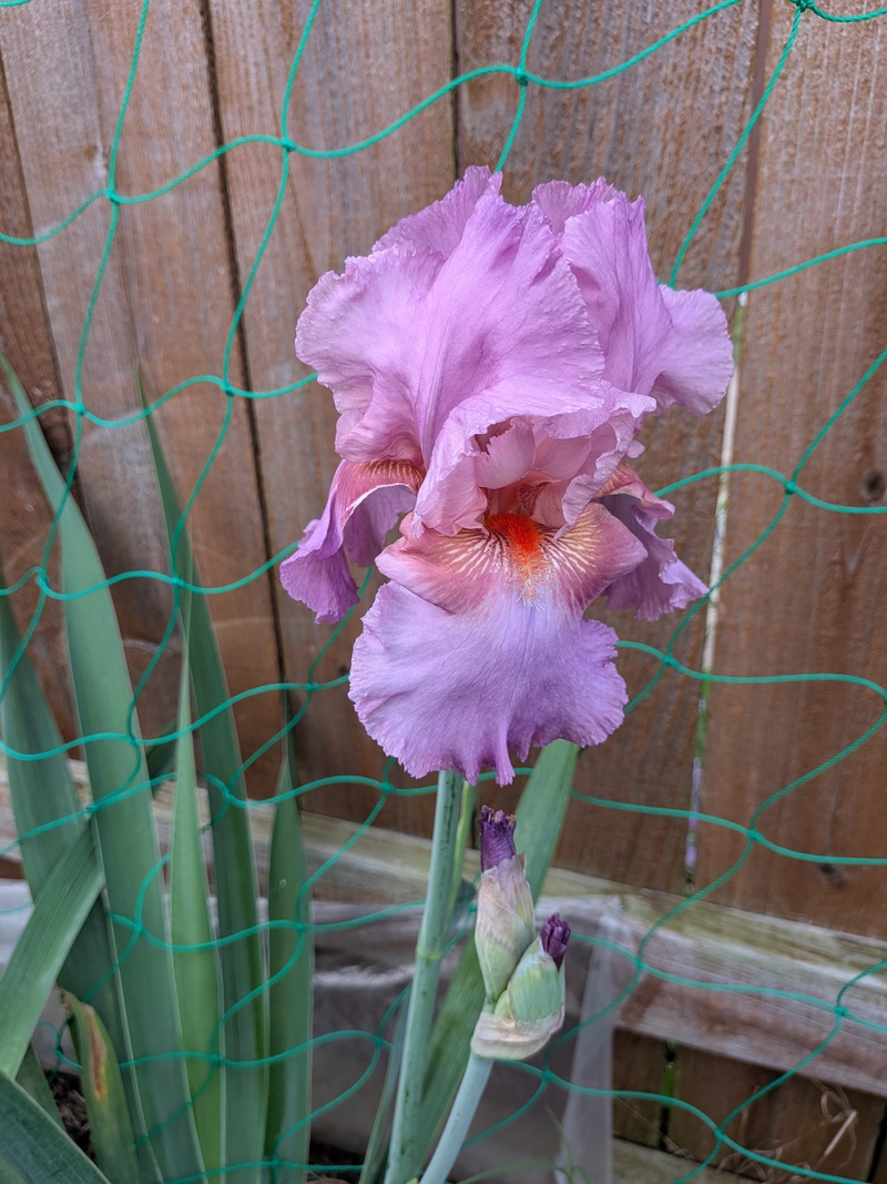Iris