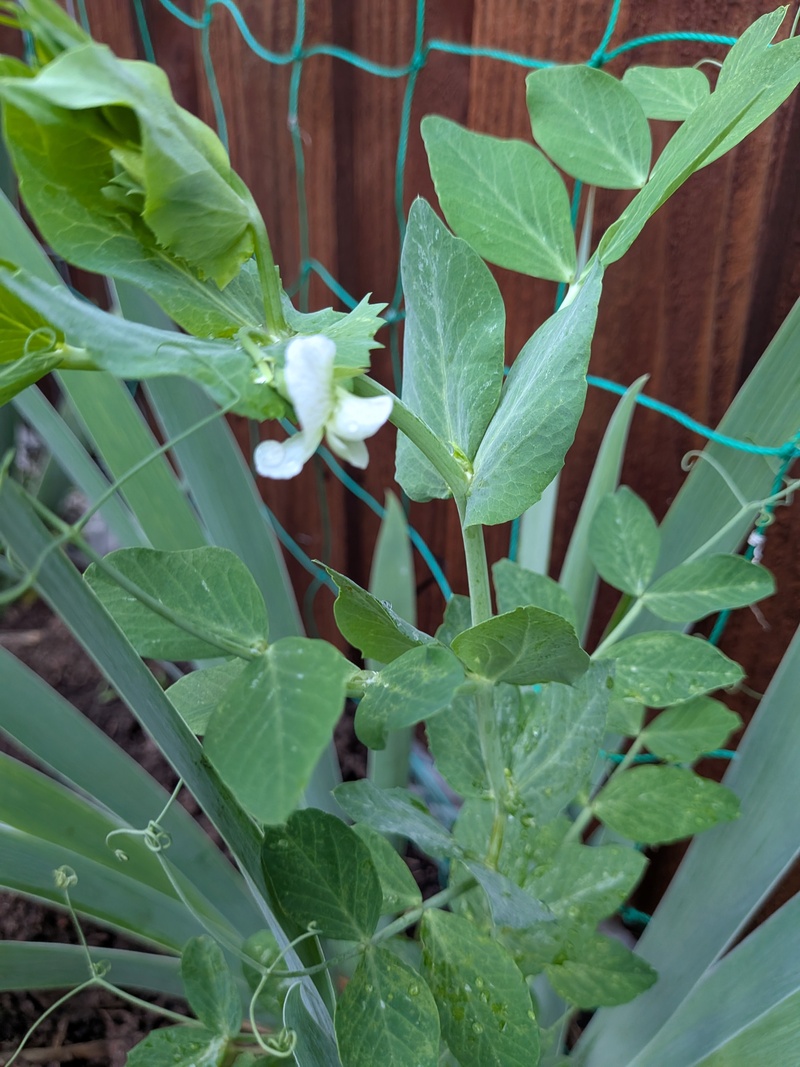 sugar snap pea blossom