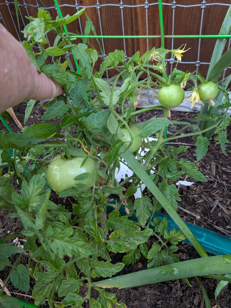 This poor little tomato is spending all its energy on making tomatoes.