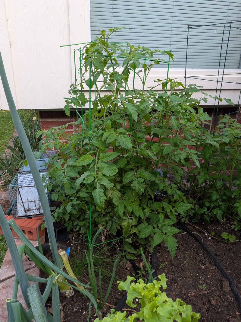 see how high this tomato is getting. It seeded itself naturally.