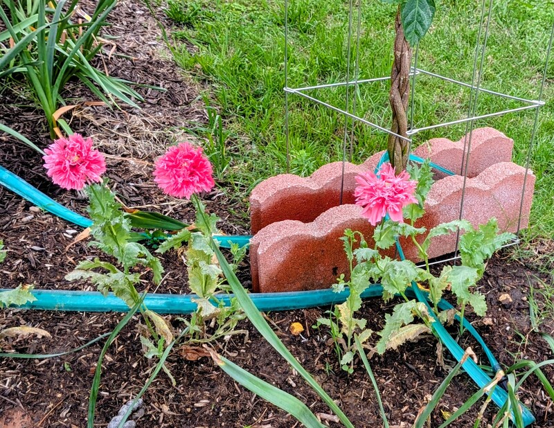 double pink poppies